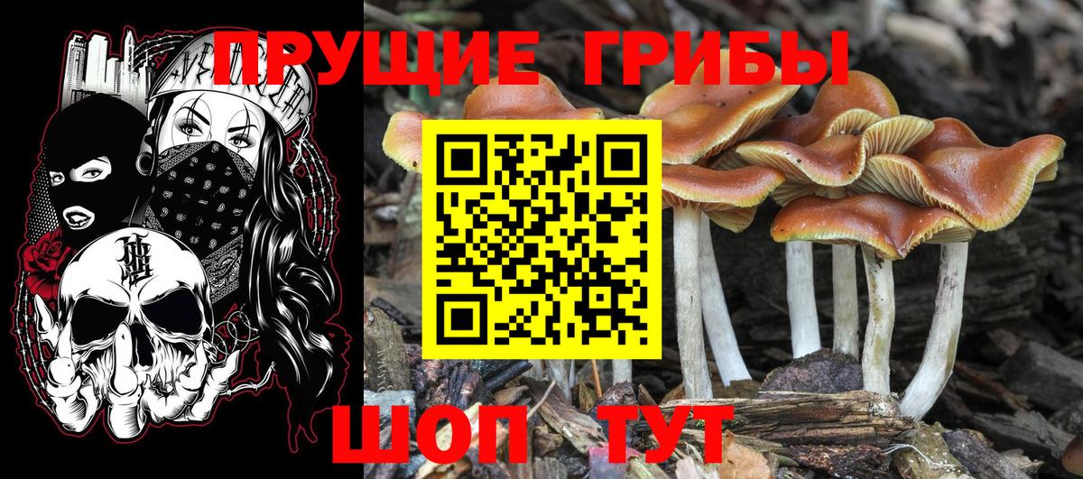 Псилоцибиновые грибы мицелий Кимры